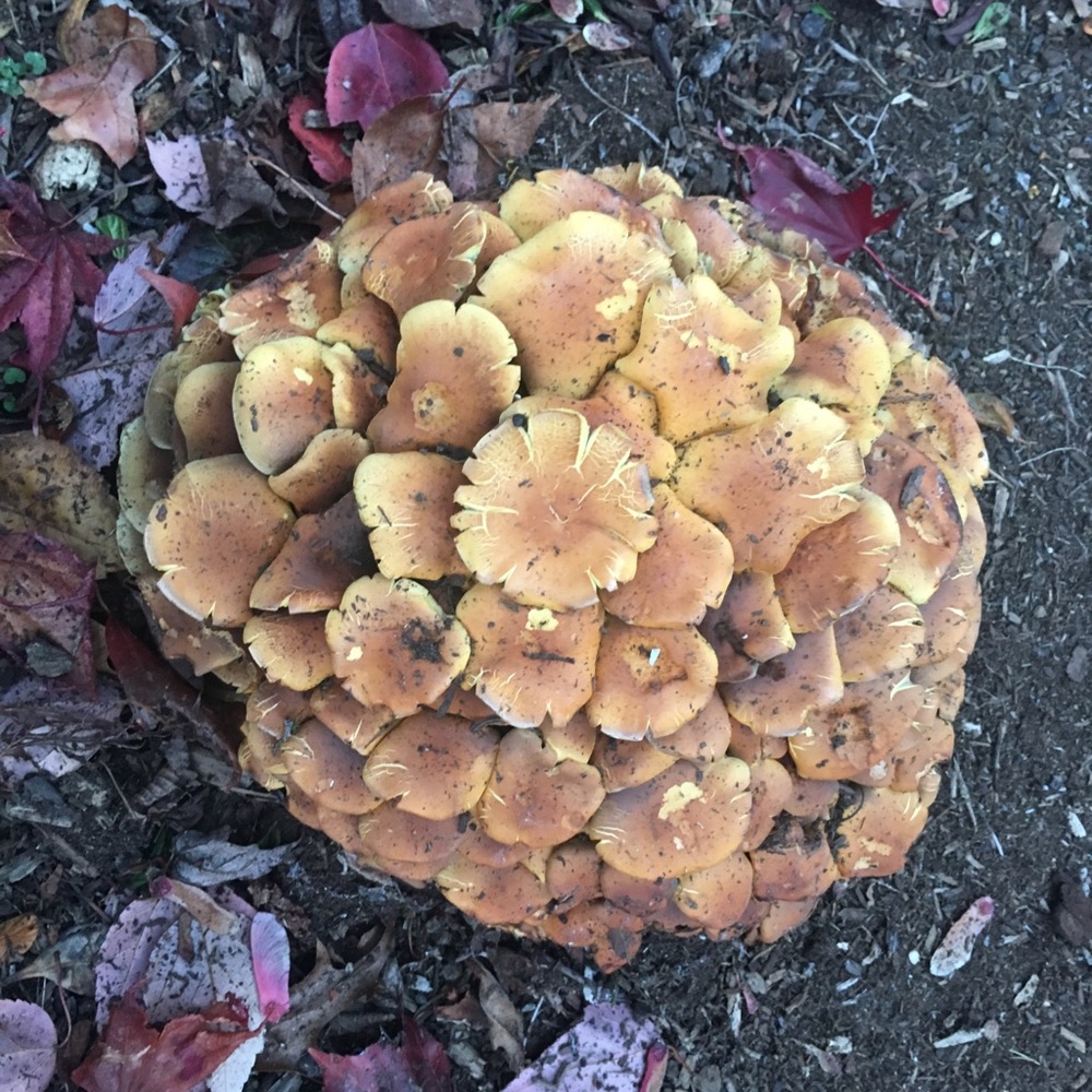 Meet your Posher, Colleen